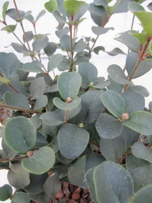 Produktbild von Viburnum Fairy Stars ® - Lorbeer Schneeball Fairy Stars ® 25-30cm