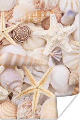 Produktbild von MuchoWow® Poster Seestern - Muscheln - Strand - Sommer 80x120 cm - Papierdruck