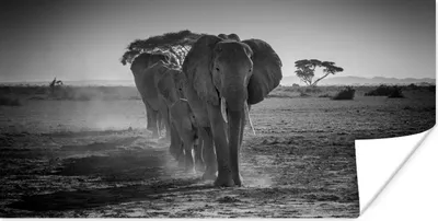 Produktbild von MuchoWow® Poster Elefanten in Kenia in Schwarz und Weiß 150x75 cm - ohne Rahmen