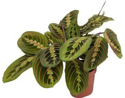 Zdjęcie produktu dla Maranta Fascinator - roslina doniczkowa, srednica 12cm, wysokosc 30cm - latwa w
