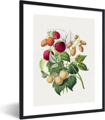 Produktbild von MuchoWow® Gerahmtes Poster Himbeere - Pflanze - Lebensmittel 30x40 cm - Poster mit Schwarzem Bilderrahmen Wandposter Rahmen Foto Bilder - Wanddeko - Kunstdrucke
