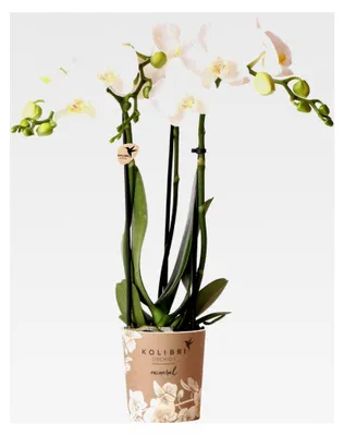 Produktbild von Orchideen | weiße Phalaenopsis-Orchidee - Amabilis - Topfgröße Ø9cm | blühende Zimmerpflanze - frisch vom Züchter