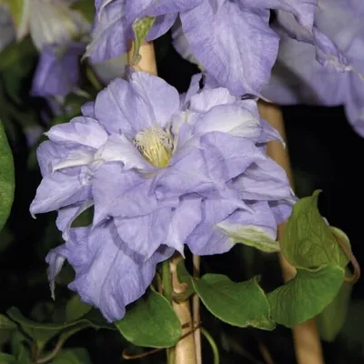 Immagine prodotto di Clematis Mazury 1L