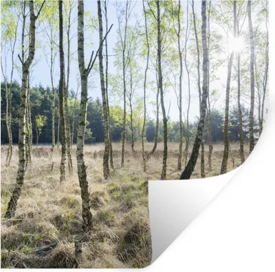 Produktbild von MuchoWow® - Wierderverwendbar - Selbstklebend