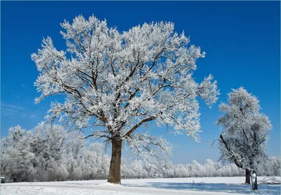 Produktbild von Wallario Fototapete Vliestapete, seidenmatte Oberfläche, einfache Verarbeitung, Größe 200 x 140 cm, Motiv Schneebedeckter Baum mit blauen Himmel