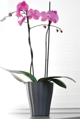 Image de Pot pour orchidée, cache-pot pour orchidée  OLA Ø 16 cm, couleur : vert transparent