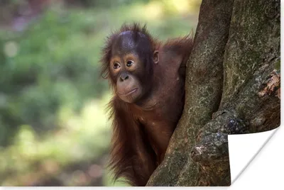Produktbild von MuchoWow® Poster Baby - Orang-Utan - Baum 90x60 cm - Schlafzimmer