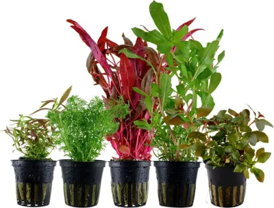 Produktbild von 'Buntes' Set mit 5 Topf Pflanzen Aquariumpflanzen Set 144 Wasserpflanzen AquaOne