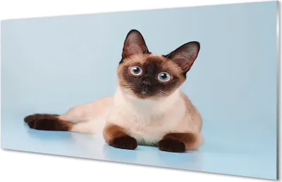 Produktbild von Glasbilder 100x50 Wandkunst liegend Katze