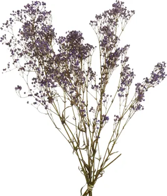 Produktbild von Trockenblumen Strauß Schleierkraut 50cm lila 1 Bund