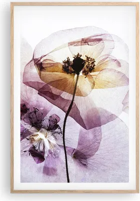 Produktbild von Gerahmtes Poster - Rahmen in heller Eiche - blume sommer natur - 61x91,5 cm - Wand Bild - Wanddeko - Wandbilder - Wandposter - Bilderrahmen - Bilder - Kunstdruck - Wandbild - P2NPA61x91-3821