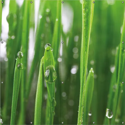 Produktbild von Wallario Outdoor-Poster für Garten oder Balkon, Motiv Wassertropfen an Grashalmen, in ca. 180 x 180 cm