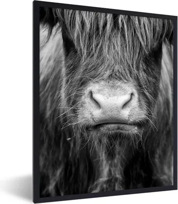 Produktbild von MuchoWow® Gerahmtes Poster Schottischer Highlander - Kuh - Schwarz - Weiß - Tiere 60x80 cm - Poster mit Schwarzem Bilderrahmen Wandposter Rahmen Foto Bilder - Premium - Wanddeko Wohnzimmer