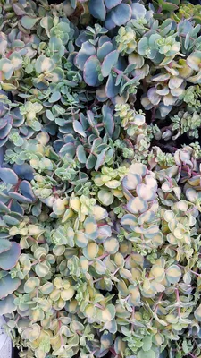 Image de Sedum sieboldii 'Mediovariegatum' / Orpin de Siebold panaché