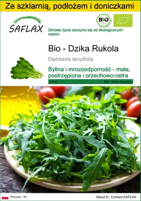 Zdjęcie produktu dla SAFLAX - Zestaw do uprawy - Bio - Dzika Rukola - 1500 Nasiona - Z mini szklarnią, podłożem uprawowym i 2 doniczkami - Diplotaxis tenuifolia