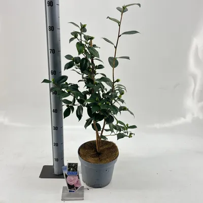 Produktbild von Camellia japonica 'Nuccio's Pearl' - Kamelie | 90-100 cm im Topf