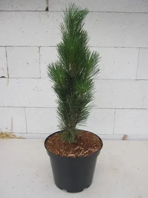 Produktbild von Säulen-Schwarzkiefer Green Tower - Pinus nigra Green Tower - 30-40