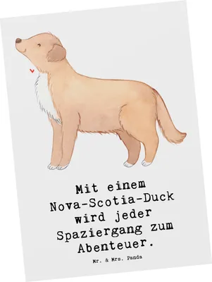 Produktbild von Mr. & Mrs. Panda Postkarte Nova Scotia Duck Abenteuer - Weiß - Geschenk, Spaziergang, Tolling Retriever, Hunderassen, Hunderasse, Eigenschaften, intelligenter Hund