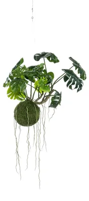 Produktbild von Monstera Mooskugel hängend 60 cm Kunstpflanze Emerald