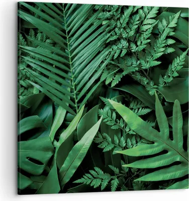 Produktbild von Bild auf Leinwand - Leinwandbild - Einteilig - Exotisch Blätter Monstera - 50x50cm - Wand Bild - Wanddeko - Wandbilder - Leinwanddruck - Bilder - Wanddekoration - Leinwand bilder - AC50x50-4746