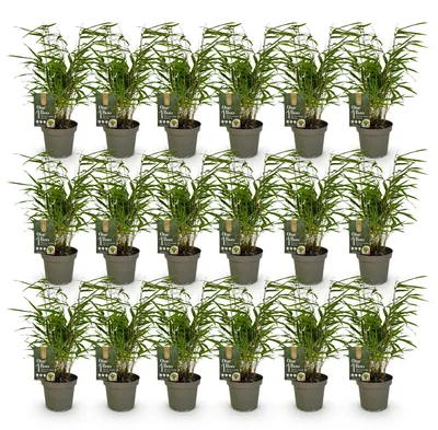 Image de Green boutiQ - Bambou - Fargesia Rufa - À feuillage persistant - Non envahissant - Vert - 18 plants - Pot de 14 cm - Hauteur 35 cm
