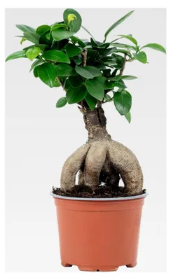 Produktbild von Chinesische Feige - pflegeleichte Zimmerpflanze, Ficus Ginseng - Höhe ca. 25 cm, Topf-Ø 12 cm