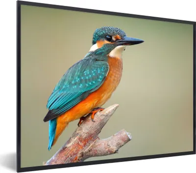 Produktbild von MuchoWow® Gerahmtes Poster Vogel - Eisvogel - Zweig 80x60 cm - Poster mit Schwarzem Bilderrahmen Wandposter Rahmen Foto Bilder - Schwarzem - Mit Gestell