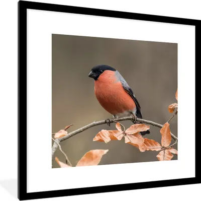Produktbild von MuchoWow® Gerahmtes Poster Vogel - Laub - Herbst - Gimpel - 40x40 cm - Poster mit Schwarzem Bilderrahmen Wandposter Rahmen Foto Bilder - Poster - Plakat im Rahmen