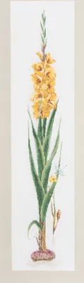 Produktbild von Thea Gouverneur zestaw do haftu krzyżykowego "Gladioli Yellow Aida", 20x88cm