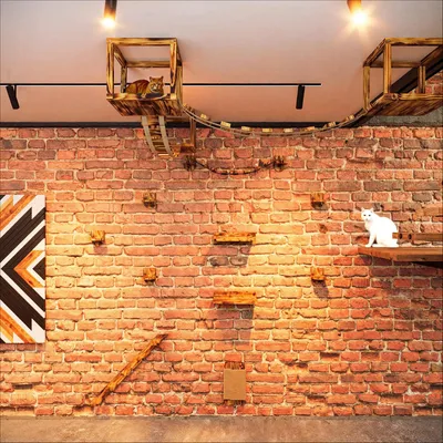 Immagine prodotto di QLS set parete di arrampicata per gatti XXL ponte sospeso letto per gatti scaffale per gatti 11236