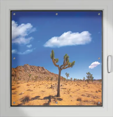 Produktbild von Wallario Lichtschutzbild, Dekorativer Sichtschutz Sonnenschutz 96 x 100 cm mit Motiv: Palmlilie im Nationalpark Yucca Valley  Wüstenlandschaft - Verdunklung ohne Bohren