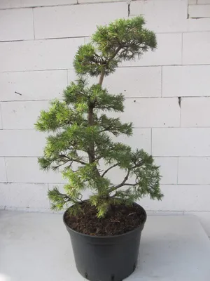 Produktbild von Krummholz-Kiefer - Formschnitt - Sichelform - Pinus mugo mughus - 80-100cm