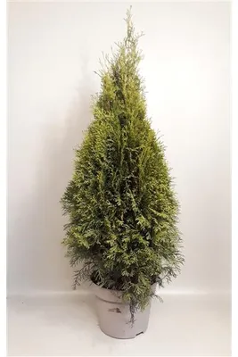 Immagine prodotto di Thuja occidentalis Smaragd 100-120 cm  ALBERO DELLA VITA SMARAGD