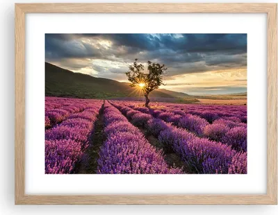 Produktbild von Gerahmtes Poster - Rahmen in heller Eiche - Lavendel Berge Feld - 40x30 cm - Wand Bild - Wanddeko - Wandbilder - Wandposter - Bilderrahmen - Bilder - Kunstdruck - Wandbild - P2NAA40x30-3645