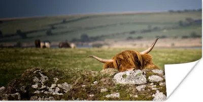 Produktbild von MuchoWow® Poster Schottische Highlander - Steine - Gras 160x80 cm - Foto Poster