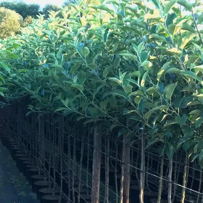 A row of young apple trees in pots, lined up outdoors.