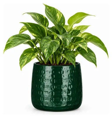 Produktbild von Mica Decorations Pflanzentopf - Keramik - grun - 17 x 15 cm
