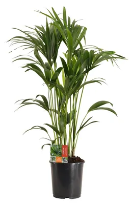 Zdjęcie produktu dla Howea Forsteriana - 110-120cm - Ø24cm - Roślina doniczkowa - Zimozielony