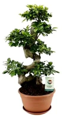 Produktbild von Ficus microcarpa Ginseng - 60-70cm - Ø27cm - Zimmerpflanze - Immergrün