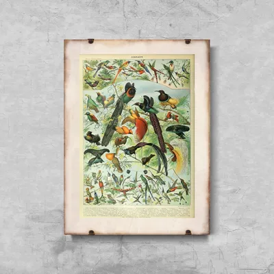 Produktbild von Poster - Canvas - Leinwand - 21 cm x 29,7 cm - Fotoposter - Leinwandkunst - Adolphe Millot Oiseaux Vogel
