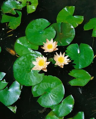 Produktbild von Nymphaea x cult.'Walter Pagels', Seerose, rosa, ca. 11x11 cm Topf