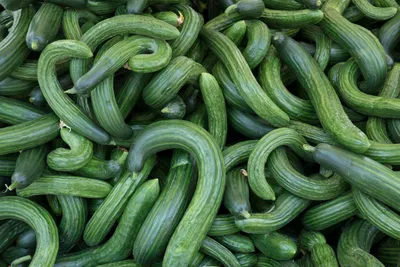 Produktbild von 25 Samen Chinese Snake Cucumber – Exotische Schlangen-Gurke – Süß & Knackig – Besonders Aromatisch – Für Garten, Hochbeet & Balkon