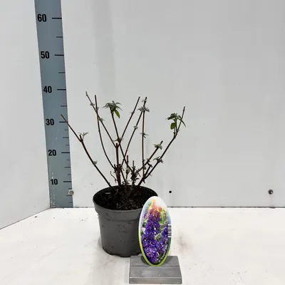 Obrázok produktu pre Buddleja davidii 'Empire Blue' – letný kvet | 30–40 cm v črepníku