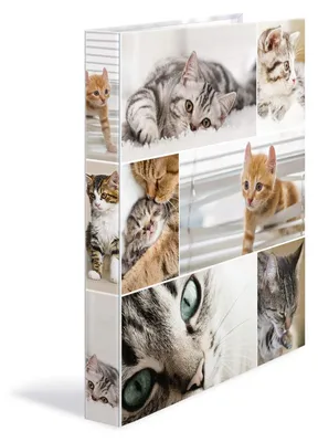 Immagine prodotto di Quaderno ad anelli A4, cartonato, con 4 anelli, motivo gatti. Confezione da 3 pezzi