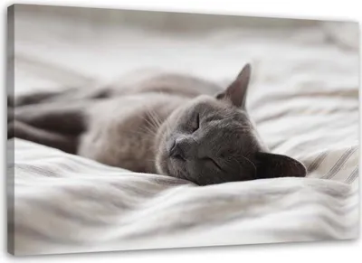 Produktbild von Leinwandbild schlafende katze 60x40 cm Feeby grau wandbild bereit zum aufhängen