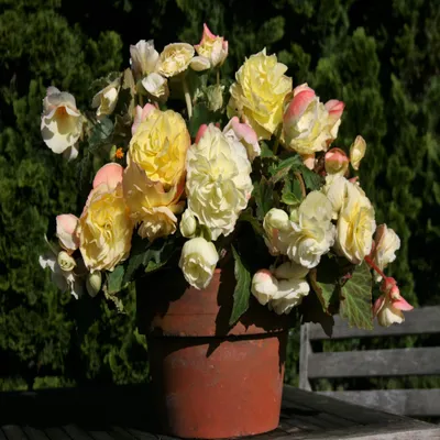 Image de Bégonia suspendu Aromantics Yellow 1 pièce bégonias plants plant bulbe