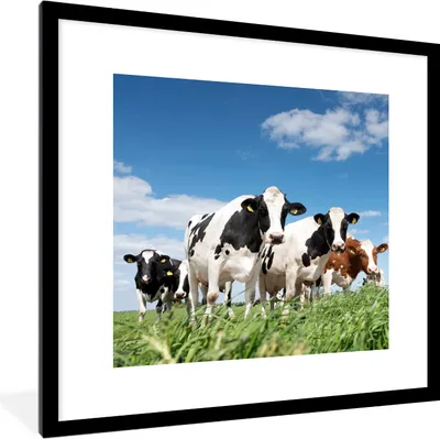 Produktbild von MuchoWow® Gerahmtes Poster Kühe - Landleben - Weide - Natur - Tiere 40x40 cm - Poster mit Schwarzem Bilderrahmen Wandposter Rahmen Foto Bilder - Poster - Plakat im Rahmen
