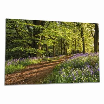 Produktbild von Wallario Herdabdeckplatte aus Glas, Größe 80 x 52 cm 1-teilig, Motiv Blaues Hasenglöckchen im Sommerwald