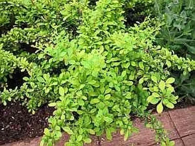 Produktbild von Goldgelbe Berberitze Sunsation-Berberis thunberghii 25-30cm