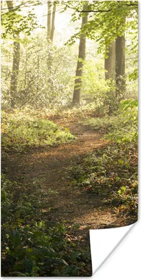 Produktbild von MuchoWow® Poster Wald - Bäume - Weg - Sonne - Pflanzen - Laub - Natur 20x40 cm - Plakat - Foto